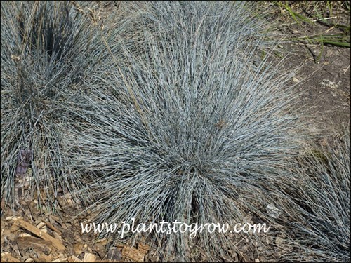 Cool As Ice Fescue (Fescue glauca)